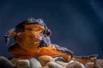 Ếch cô đơn nhất TG vui mừng thoát "kiếp FA" trước Valentine