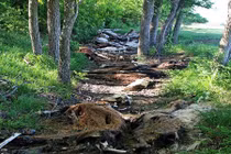 Hãi hùng cảnh hàng trăm động vật gầy trơ xương, lở loét...