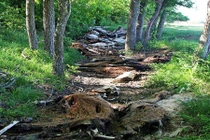 Hãi hùng cảnh hàng trăm động vật gầy trơ xương, lở loét...