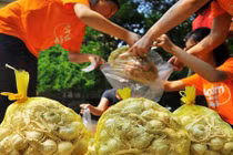 Hành tỏi Lý Sơn bị thương lái ép giá điêu đứng