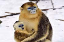 Khỉ vàng quý hiếm "há hốc mồm" lần đầu thấy tuyết