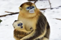 Khỉ vàng quý hiếm "há hốc mồm" lần đầu thấy tuyết