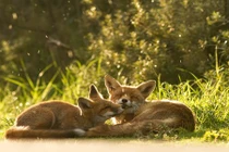 Ngưỡng mộ tình yêu đích thực của loài cáo đỏ hoang dã 