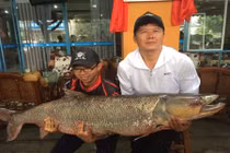 Câu được cá măng khổng lồ nặng gần 100kg