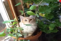 Khi động vật muốn "chuyển giới" thành thực vật (2)