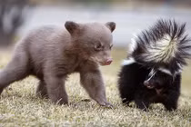 Gấu con quê độ khi bị chồn hôi “xì hơi” vào mặt 