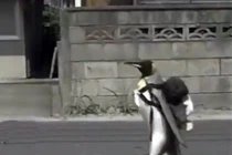 Sửng sốt chim cánh cụt biết tự đi "mua cá" cho mình