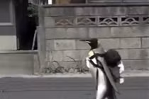 Sửng sốt chim cánh cụt biết tự đi "mua cá" cho mình