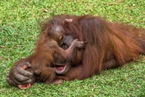 Khoảnh khắc hạnh phúc tuyệt đẹp của mẹ con đười ươi