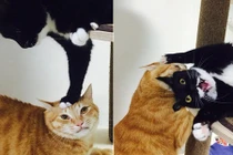 Trêu ghẹo mèo vàng, mèo đen nhận cái "kết đắng"