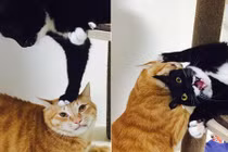 Trêu ghẹo mèo vàng, mèo đen nhận cái "kết đắng"