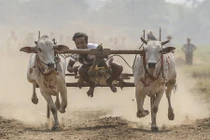 Khiếp đảm cuộc đua bò mạo hiểm ở Myanmar 
