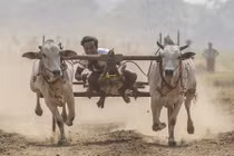 Khiếp đảm cuộc đua bò mạo hiểm ở Myanmar 