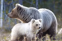 Lạ lùng gấu trắng cực hiếm như con lai gấu Bắc cực và gấu nâu