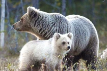 Lạ lùng gấu trắng cực hiếm như con lai gấu Bắc cực và gấu nâu