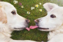 Ghen tị cuộc sống thần tiên của những chú chó hạnh phúc