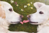 Ghen tị cuộc sống thần tiên của những chú chó hạnh phúc