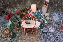 Độc đáo đám tang hoành tráng của một con gián 