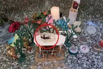 Độc đáo đám tang hoành tráng của một con gián 