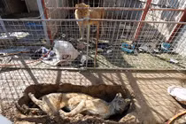 Ám ảnh sở thú "địa ngục" bị tàn phá bởi chiến tranh 