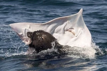 Kinh hoàng cảnh tượng hải cẩu săn giết, ăn thịt cá đuối 