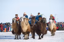 Kịch tính cảnh đua lạc đà ở Mông Cổ 