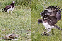 Xem "soái ca" đại bàng cướp ngỗng khỏi trăn đầy mưu mô