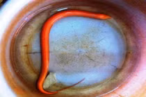 Huế: Hàng trăm người đổ xô xem lươn lạ cực hiếm, cực bổ 