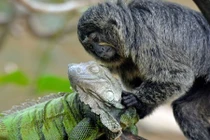 Khỉ tí hon mát xa cho kỳ nhông đầy âu yếm