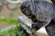 Khỉ tí hon mát xa cho kỳ nhông đầy âu yếm