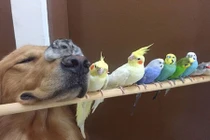 Tình bạn “tay ba” kỳ lạ giữa chó, chim và chuột