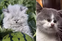 Giật mình những con mèo bị thu nhỏ đôi mắt 