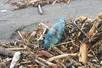 Nhìn thấy thứ xanh, đẹp này trên bãi biển, tuyệt đối không động...