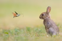 Độc đáo bướm cổ tích ghé thăm vương quốc động vật