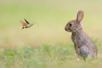 Độc đáo bướm cổ tích ghé thăm vương quốc động vật