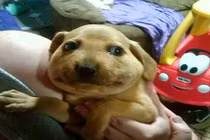 Chết cười những chú chó gặp họa vì dám trêu ong