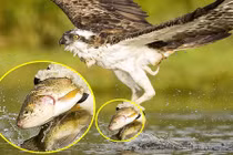 Choáng cảnh cá hồi mở trừng mắt nhìn ưng biển trước khi chết 