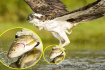 Choáng cảnh cá hồi mở trừng mắt nhìn ưng biển trước khi chết 