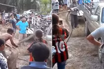 Hãi hùng đơn độc đụng độ rắn hổ mang chúa rướn người cao 1m80