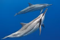 Chi tiết loài cá heo quý hiếm dạt vào bờ ở Thanh Hóa