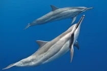 Chi tiết loài cá heo quý hiếm dạt vào bờ ở Thanh Hóa