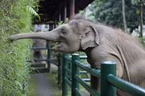 Khi động vật thông minh vượt bậc khiến con người choáng váng