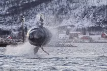 Choáng ngợp xem cá voi khổng lồ "bay lượn" trên mặt biển