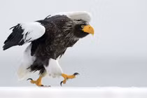 Đại bàng vui tính khoe dáng đi bộ khó mê