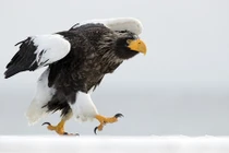 Đại bàng vui tính khoe dáng đi bộ khó mê