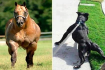 Những anh chàng động vật cơ bắp nhất