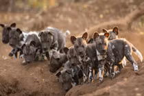 Xem chó hoang châu Phi tưng bừng đón thành viên mới