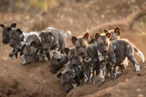 Xem chó hoang châu Phi tưng bừng đón thành viên mới