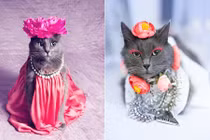 Hành trình nổi tiếng của cô mèo quyến rũ nhất thế giới