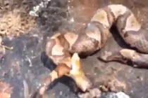 Cụt đầu, rắn độc vẫn tự ăn thịt chính mình